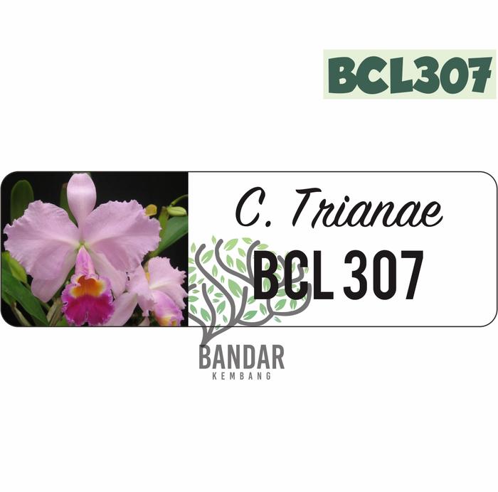Gambar Bibit Anggrek Bulan Dalam Botol Anggrek Cattleya Botolan Tanaman Hias - BCL307 dari Bandar Kembang undefined Tokopedia