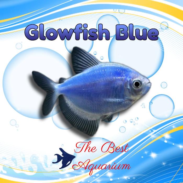 Gambar Glowfish - Biru dari TBA Surabaya undefined Tokopedia