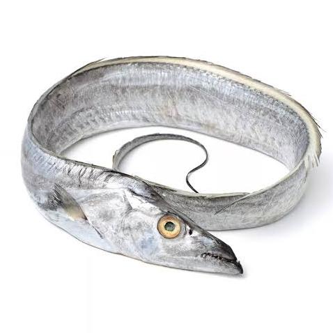 Gambar Ikan Layur Segar Berkualitas 1Kg dari IKAN SEGAR CAK ADNAN undefined Tokopedia