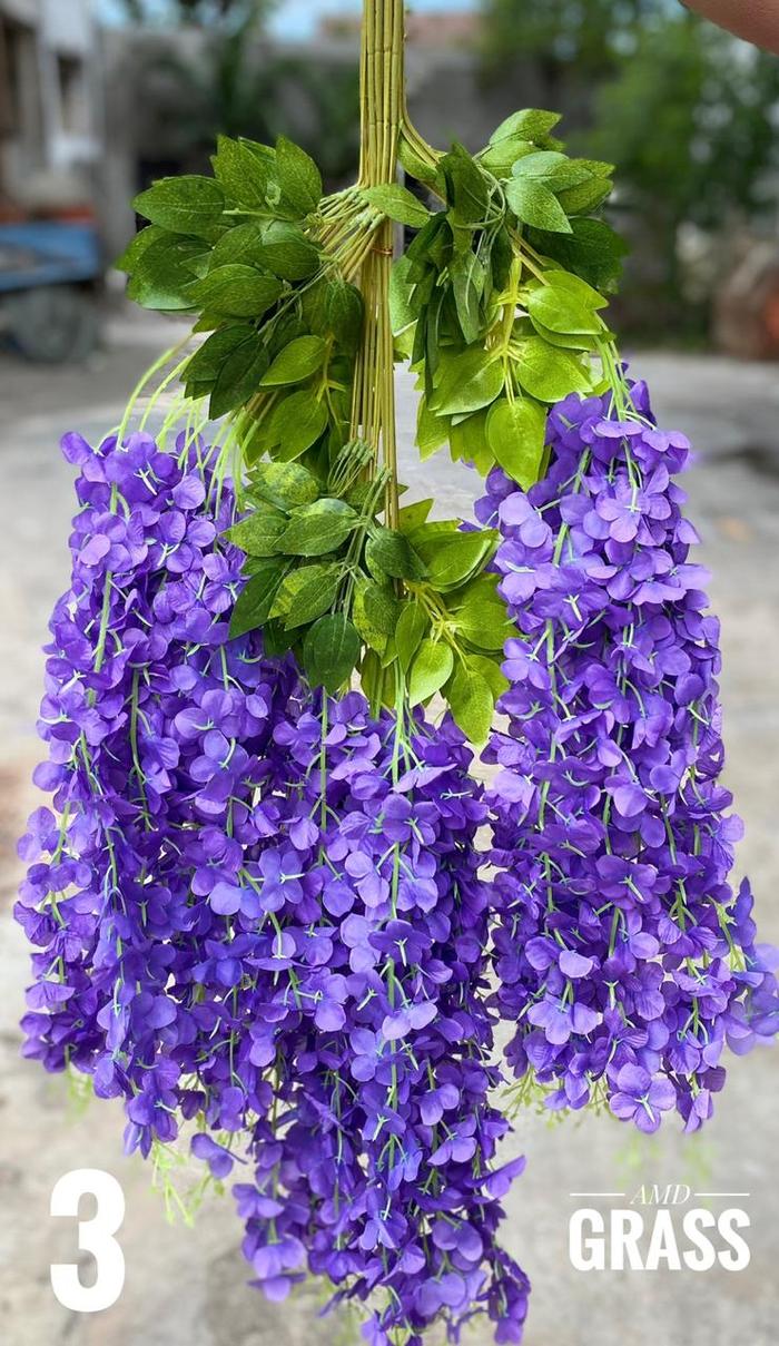 Gambar Bunga Wisteria Jumbo Juntai Murah - 3 dari AMD Grass Bali undefined Tokopedia