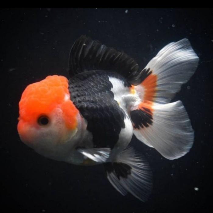 Jual Ikan Hias Mas Koki Oranda Panda Tri Color & Black Gold - Goldfish ...