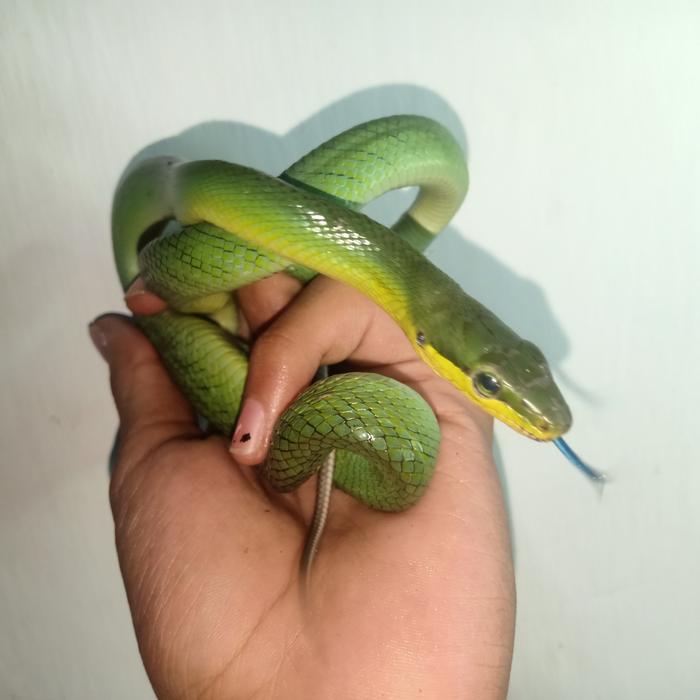 Gambar gonyosoma oxycephalum ular bajing dari HunterReptileStore undefined Tokopedia