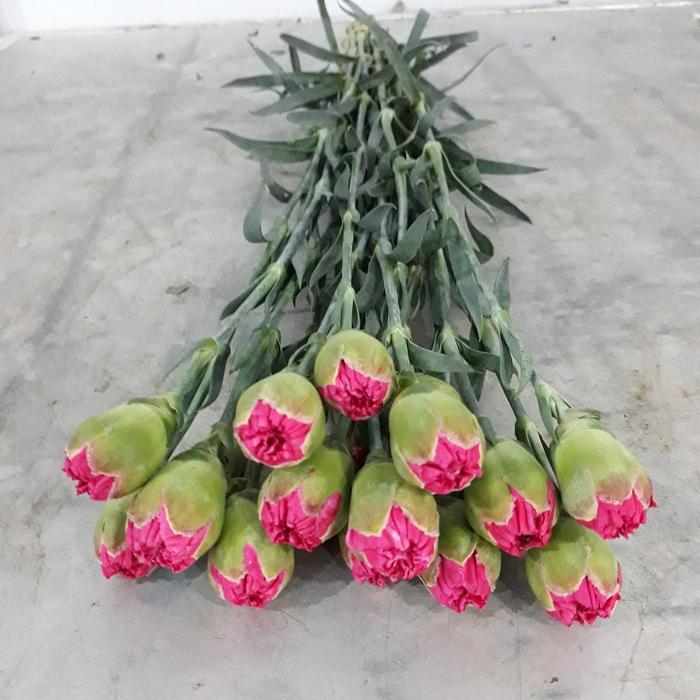 Gambar Bunga Carnation / Anyelir isi 20 Tangkai (Bunga Potong Segar) - Pink Fanta dari Palapa Florist undefined Tokopedia