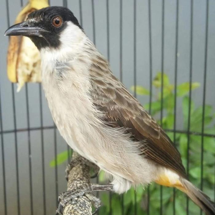 Harga Burung Kutilang Jual Burung Kutilang/Cangkurileung Masih Bahan - Jakarta Selatan - Animal farm | Tokopedia