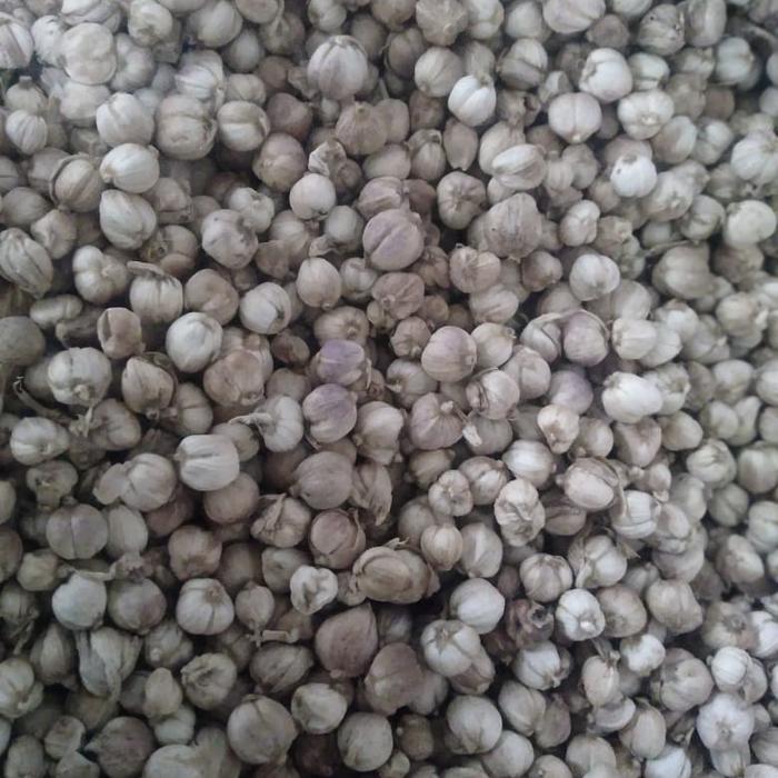 Gambar promo 1kg kapulaga kering kualitas super dari Sakura Herbal Alami undefined Tokopedia