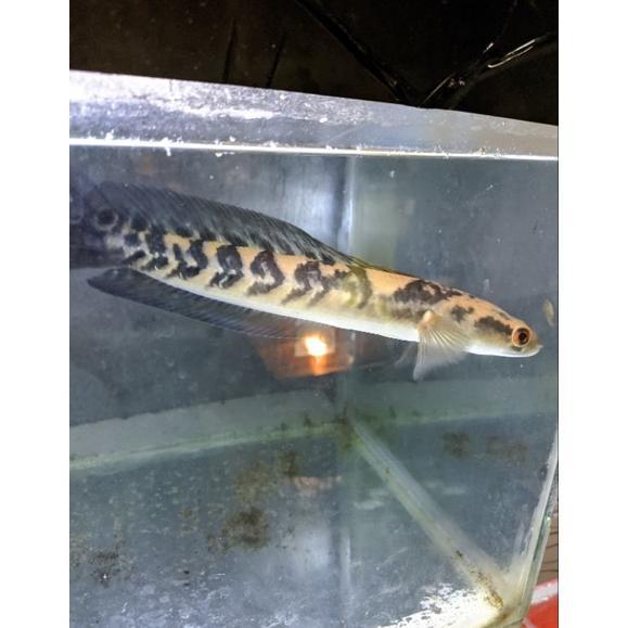 Gambar - channa ikan hias auranti maculata greade a+++ ' - Maru ys, 3 4CM dari one69-store undefined Tokopedia