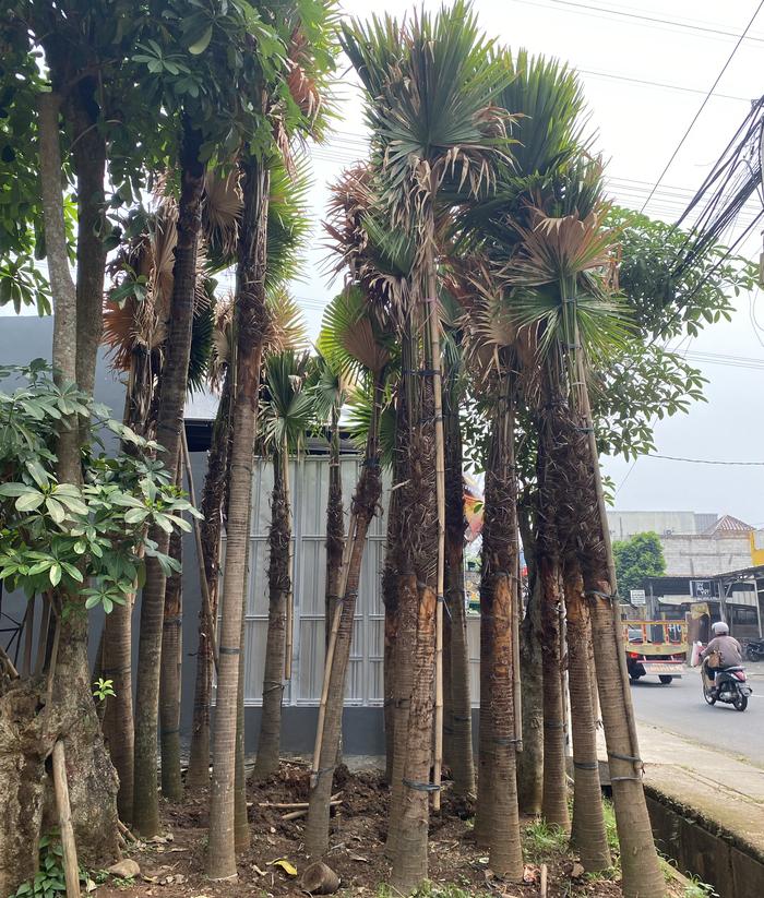Sadeng Tree Jual Tanaman Palem Sadeng Tinggi 2 Meter batang - Jakarta Barat ...