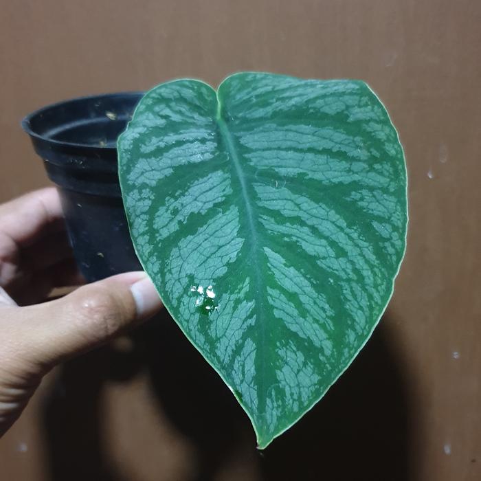 Gambar Monstera dubia - 1 daun dari Green Fasyin undefined Tokopedia