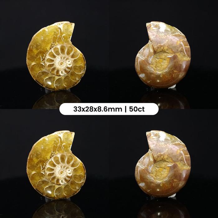 Gambar Natural Rainbow Ammonite Fossil Half Pair Polished - MC01819 dari Medan Central undefined Tokopedia