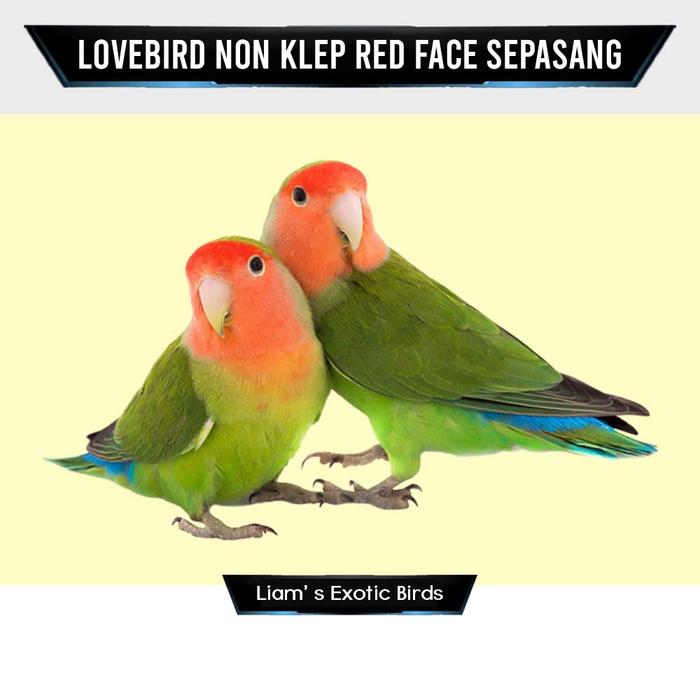 Gambar Burung Lovebird Non Klep Red Face Sepasang - Satuan dari LiamExoticBird undefined Tokopedia