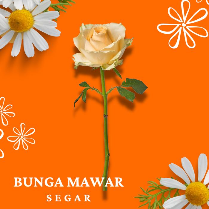Gambar Bunga Mawar Segar / Asli - Potong - Peach dari Alyssa Florist Malang undefined Tokopedia