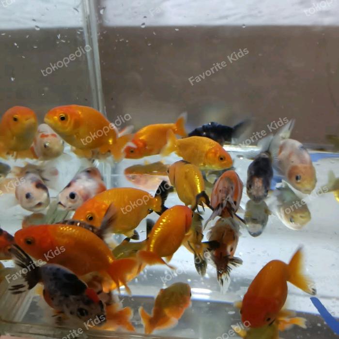 Jual Koki ranchu lucu baby calico, cow, sakura, redwhite, blackgold ...