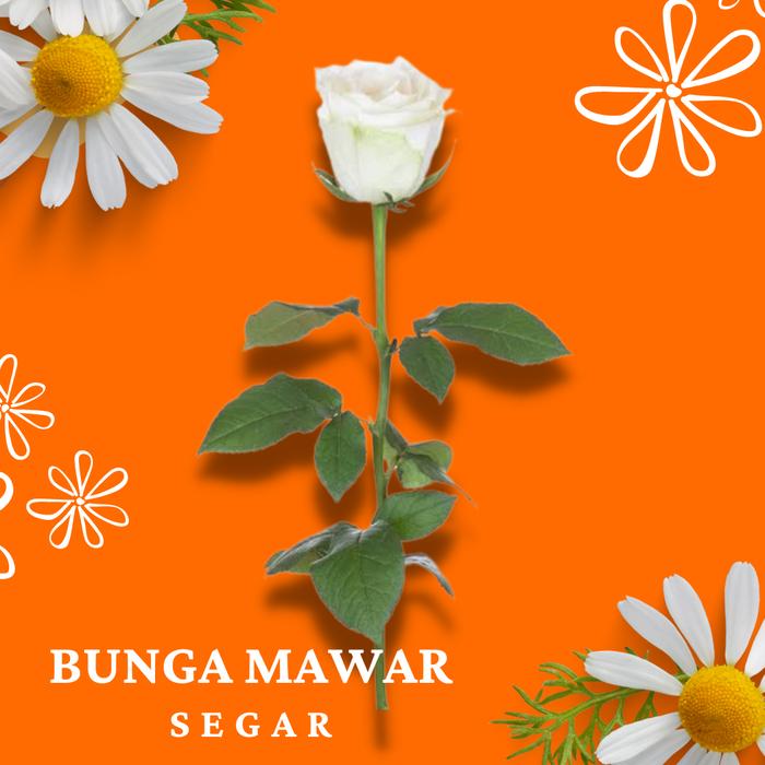 Gambar Bunga Mawar Segar / Asli - Potong - Putih dari Alyssa Florist Malang undefined Tokopedia