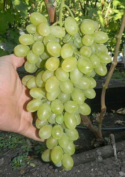 Gambar Entres Anggur Import Transfiguration - Transfiguration dari tukangnanem undefined Tokopedia