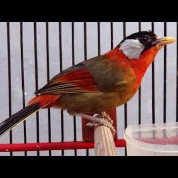 Jual burung pancawarna jantan gacor gacor dorr - Jakarta Timur - riashopp-2 | Tokopedia