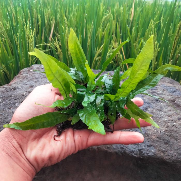 Jual TANAMAN AQUASCAPE KADAKA / KADAKA WINDLOVE / JAVA FERN / MINI ...