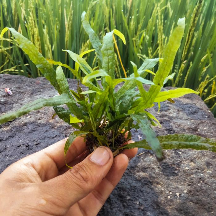 Gambar TANAMAN AQUASCAPE KADAKA / KADAKA WINDLOVE / JAVA FERN / MINI TRIDENT - MINI TRIDENT dari AQUATIC GREEN LIFE undefined Tokopedia