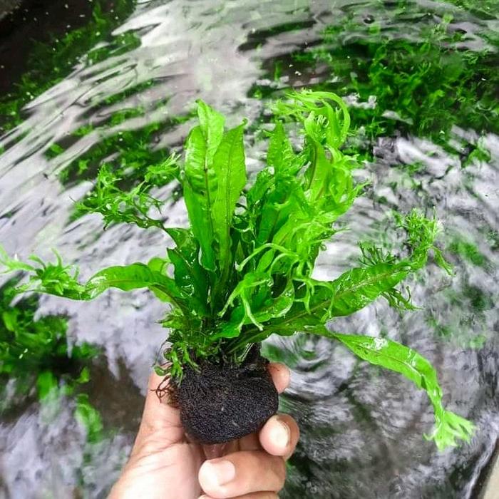 Gambar TANAMAN AQUASCAPE KADAKA / KADAKA WINDLOVE / JAVA FERN / MINI TRIDENT - WINDLOVE dari AQUATIC GREEN LIFE undefined 3 Tokopedia