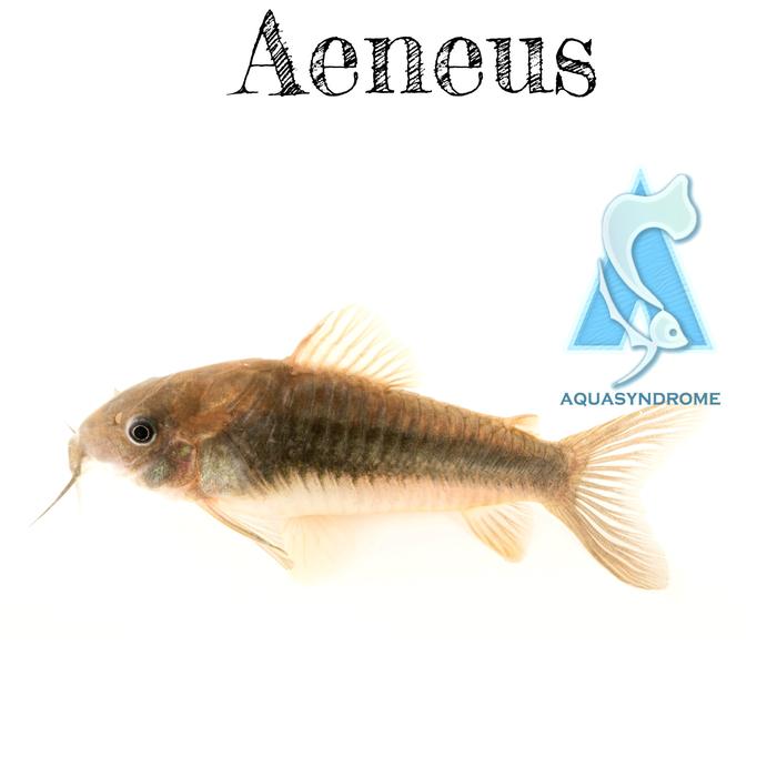Gambar Ikan Hias CORYDORAS CORY Pembersih Lumut Ikan Hias Aquascape - AENEUS dari Kiddies World undefined Tokopedia
