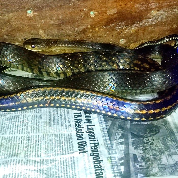 Gambar king koros mutiara lokality Jawa Tengah RARE jumbo 3 meteran dari bralingexoticpets undefined Tokopedia