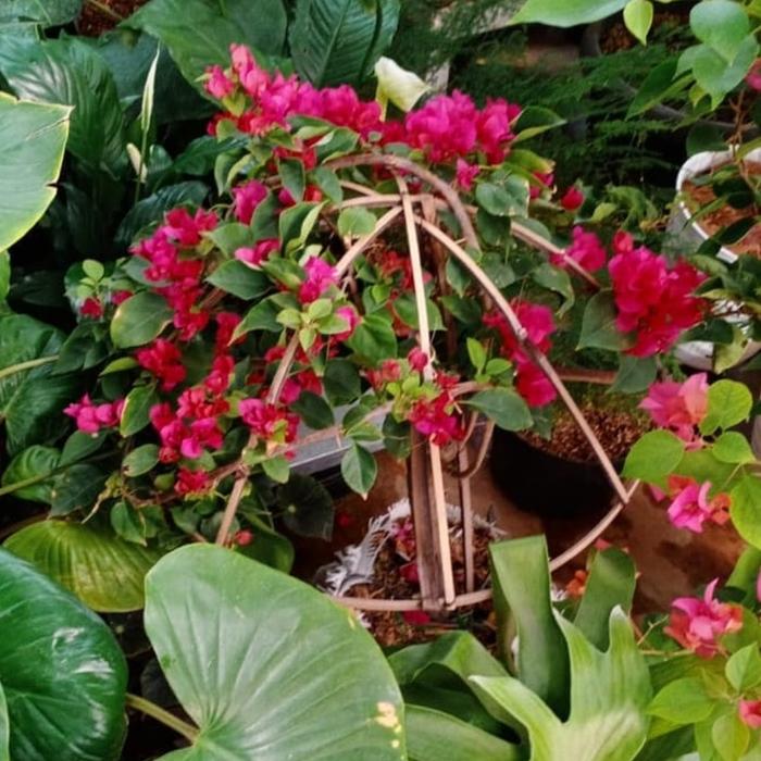 Gambar tanaman bougenville / bunga kertas - Merah dari alam indah tunggal undefined Tokopedia