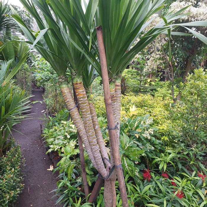 Gambar Pohon pandan bali cabang 5 dari dayplant landscape undefined Tokopedia