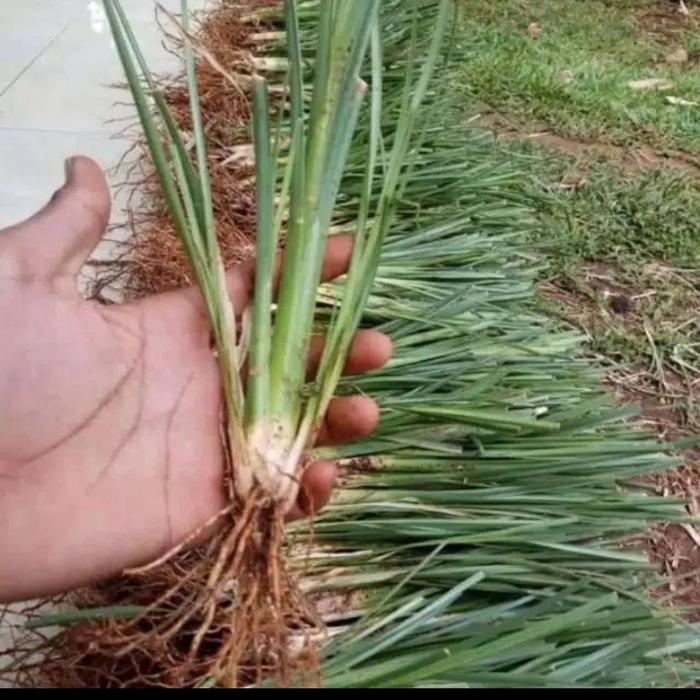 Gambar bibit rumput vetiver akar wangi dari lisa floris taman undefined Tokopedia
