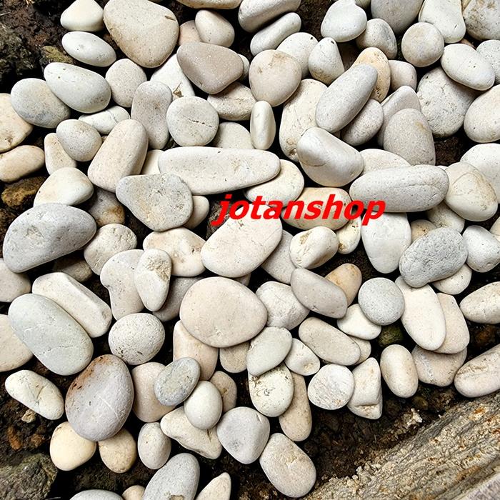 Gambar Batu Coral Kupang Batu alam Koral Kerikil hias taman aquarium aquascap - Putih dari jotan shop undefined Tokopedia