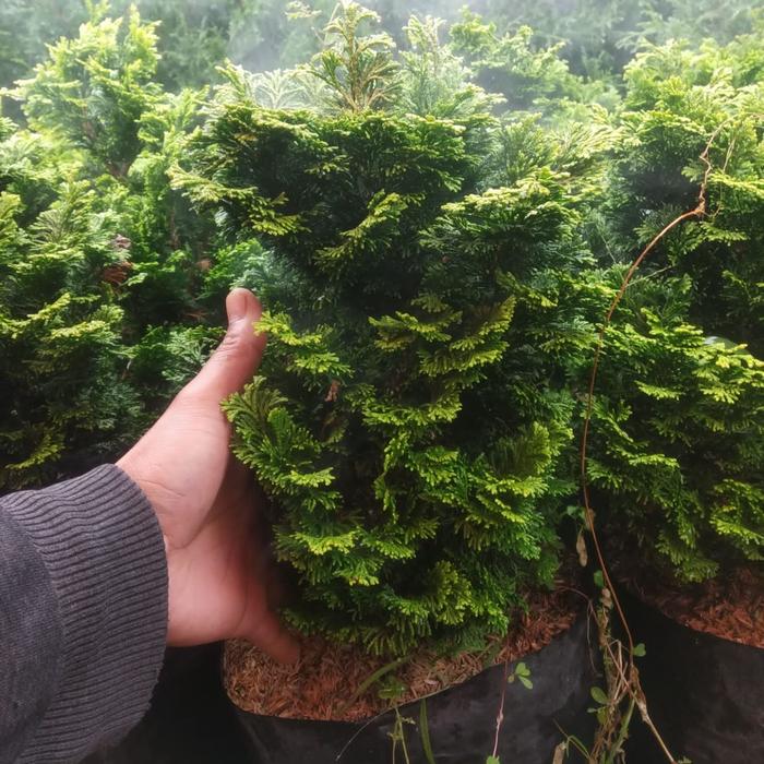 Gambar Bahan Bonsai Cemara Hinoki Mini/ Golden Hinoki Cypress - Size A dari Eenkshop undefined Tokopedia