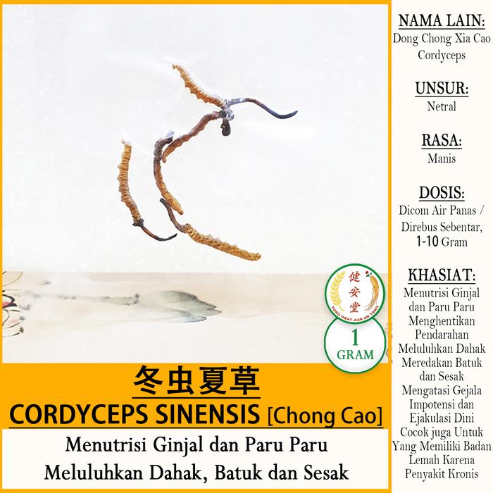 Gambar CORDYCEPS Grade AA [Dong Chong Xia Cao 冬虫夏草] Herbal TCM u.Sehat Badan - 1 Gram Grade AA dari Toko Obat Jian An Tang undefined Tokopedia