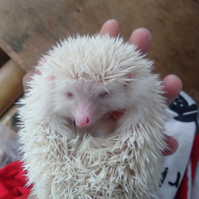 Gambar Landak Mini Albino Indukan + bonus - Albino, Satuan dari World Of Animals And Fish undefined Tokopedia