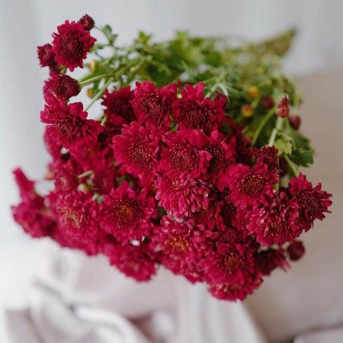 Gambar Bunga Aster Asli Fresh Flower Florist Murah - Merah dari Chocofloria undefined Tokopedia