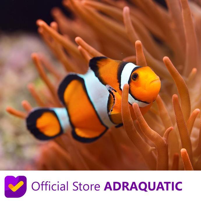 Gambar IKAN HIAS AIR LAUT NEMO BADUT CLOWNFISH ANEMONEFISH ORANGE CLOWN - S dari simicro004 undefined Tokopedia