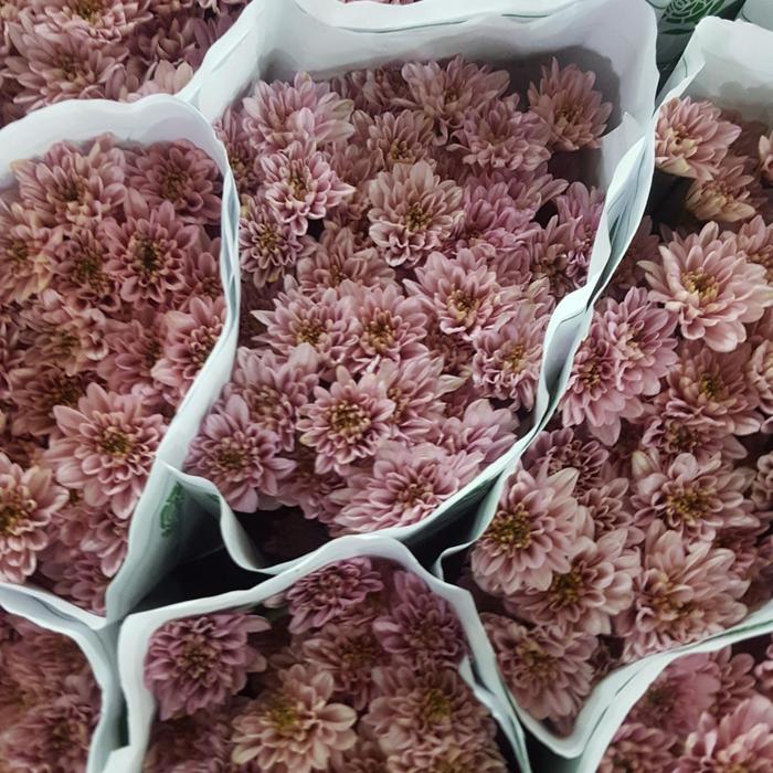 Gambar Bunga Aster Asli Fresh Flower Florist Murah - Pink dari Chocofloria undefined Tokopedia