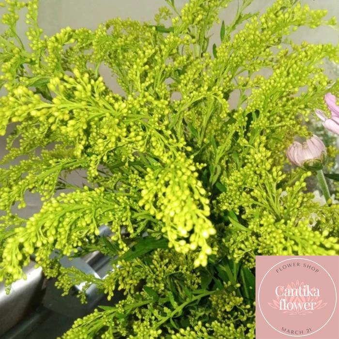 Gambar solidago fresh flower bunga potong Tangerang gading serpong dari Cantika Flower New undefined Tokopedia