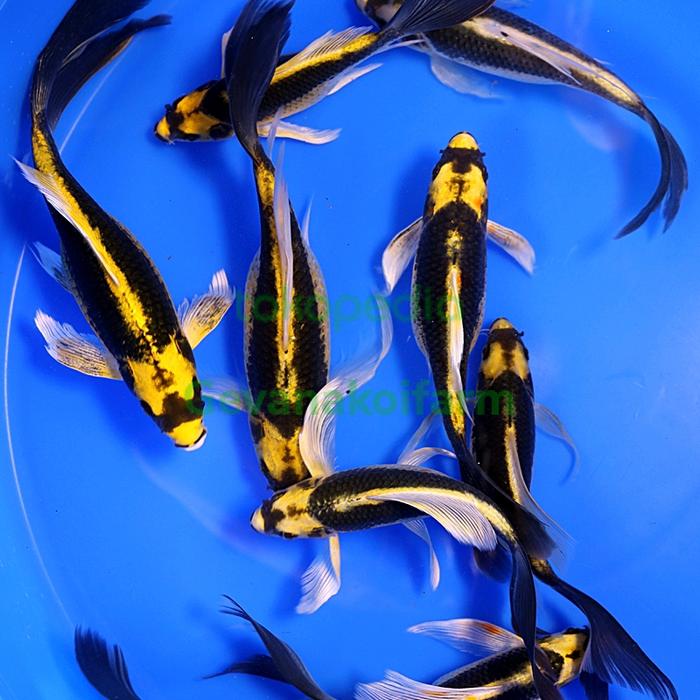 Gambar Ikan koi kin kabuto 16-18cm dari Gevana koi undefined Tokopedia