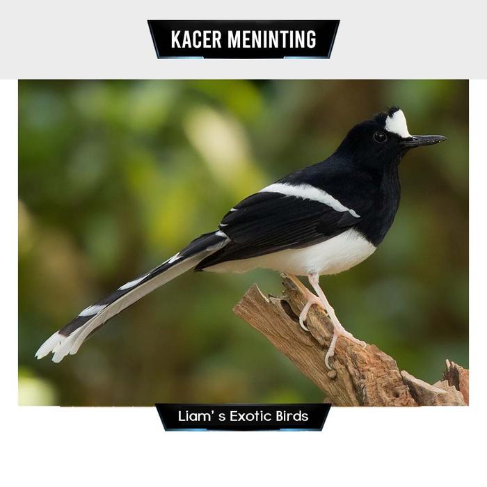Burung Kacer Burung Kacer