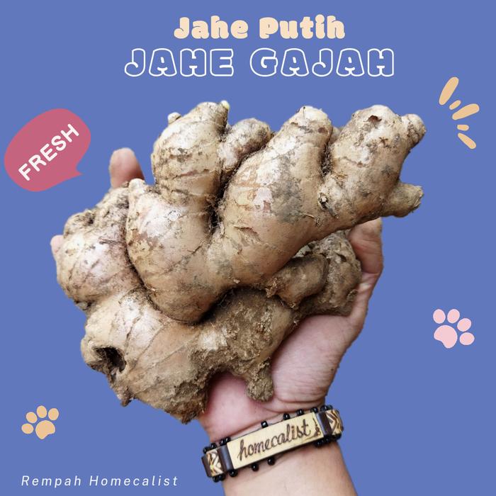 Gambar jahe gajah 1 kg super / Jahe Putih Lokal dari Rempah homecalist undefined Tokopedia