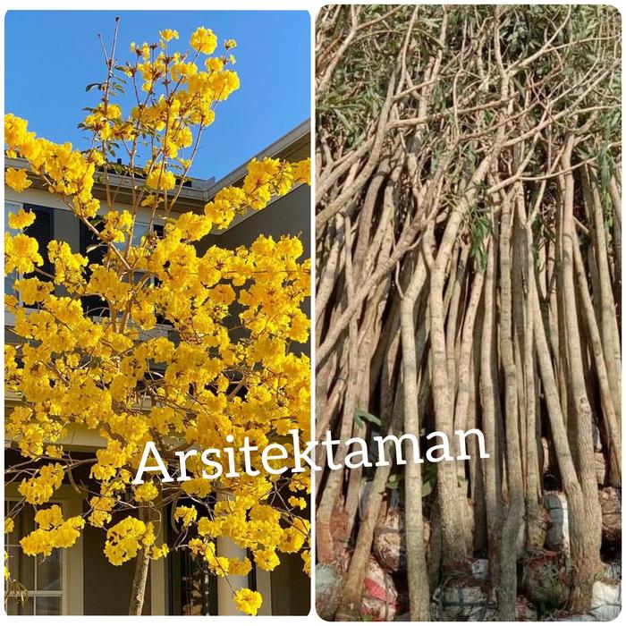 Gambar tanaman tabebuya bunga kuning tinggi 3 meter - tabibuya - pohon sakura dari Arsitektaman undefined Tokopedia