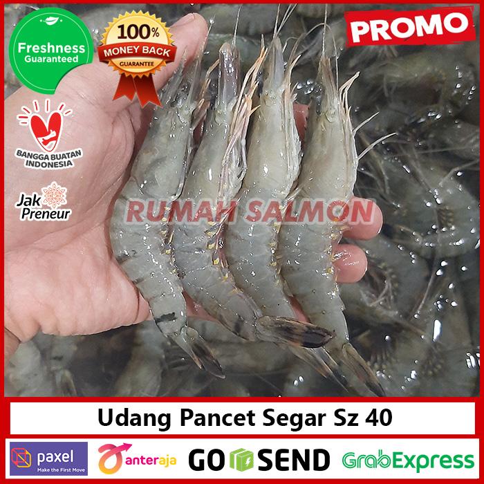 Gambar PROMO udang pancet besar ak 40-45/ udang windu / udang segar murah - 250 gram dari Rumah Salmon Jakarta undefined Tokopedia