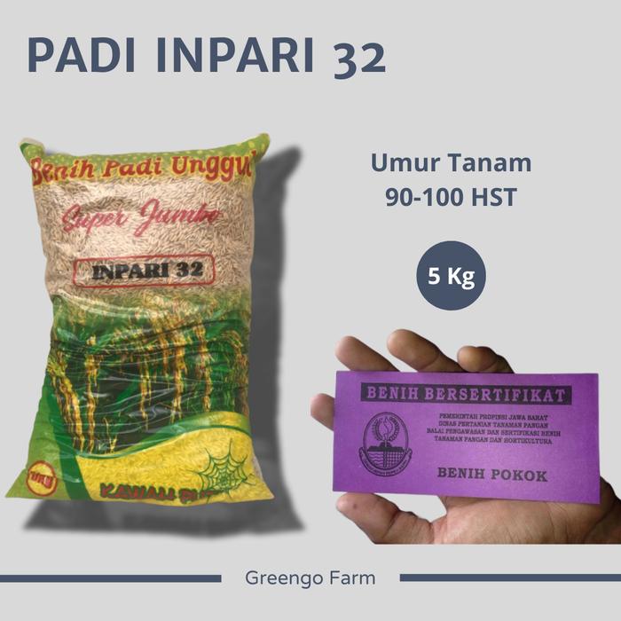 Gambar Benih Padi Varietas Inpari 32 Super Jumbo 5Kg Premium - Kawah Putih dari Greengo Farm undefined 4 Tokopedia