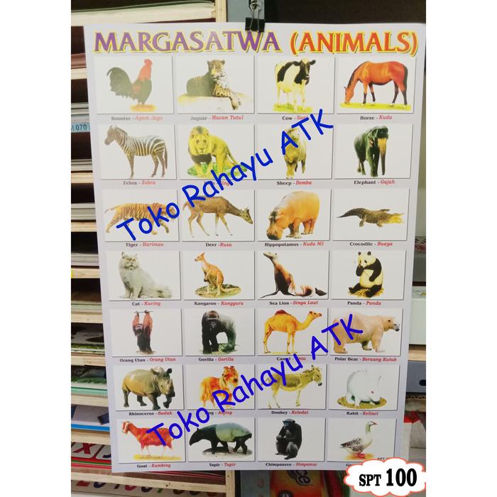 Gambar Poster Edukasi Hewan Binatang Animal Margasatwa Tempelan dinding - Margasatwa1 dari Rahayu ATK undefined Tokopedia