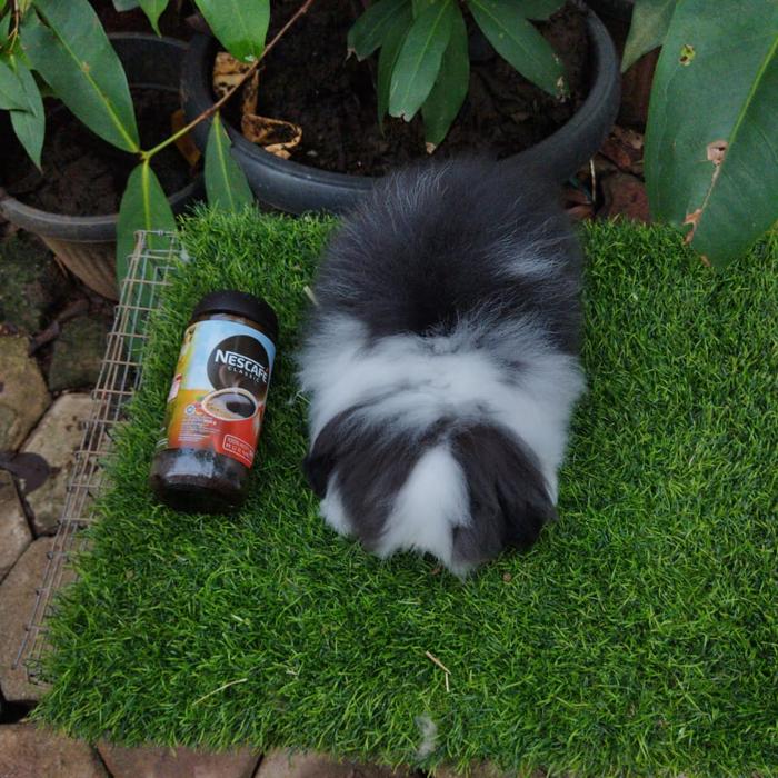 Gambar kelinci fuzzy lop dewasa 6 bulan dari Dream rabbit shop undefined Tokopedia