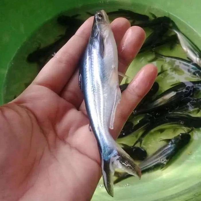 Gambar ikan patin size 8-10cm dari tony fish undefined Tokopedia