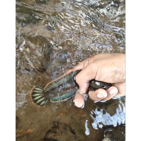 Gambar - channa limbata rim tebal murah!!!! , - Rim tebal, L dari Turner-Store undefined Tokopedia