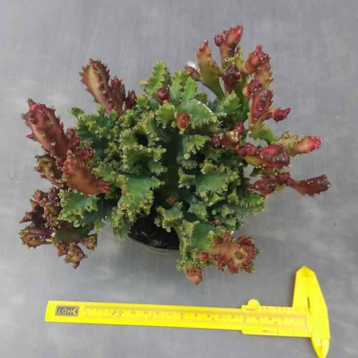 Gambar Euphorbia Lactea Red Dragon Monstrose - Super Jumbo dari KAKTUSUK.ID undefined Tokopedia