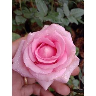 Gambar bunga mawar - pink dari Ananta Jaya Kusuma undefined Tokopedia