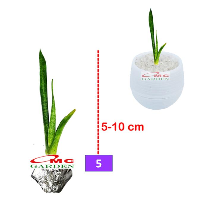 Gambar Tanaman Hias Sukulen Sekulen Mini Succulent Kaktus 3140 - Ungu dari OMC-Shop undefined Tokopedia