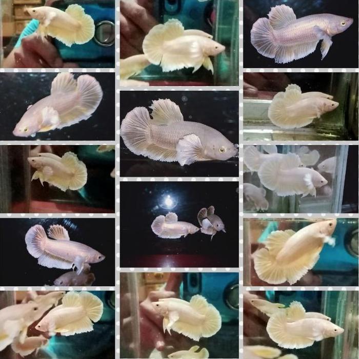 Gambar - obral cupang edisi cuci botol ikan cupang all varian ' - PKDE gold, Betina dari idzar-betta21 undefined Tokopedia