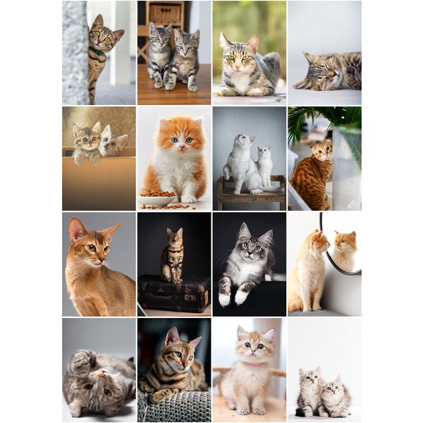 Gambar (16 PCS) Poster Dinding Aesthetic Tema Kitten Kucing Lucu - Kitten A, A6(10,5x14,8cm) dari Etsy New undefined Tokopedia